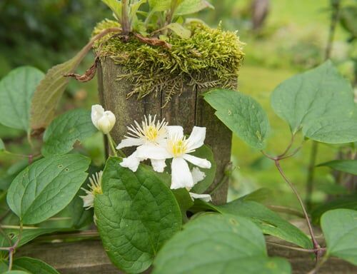 10 Best Clematis For Shade Ideal For A Shady Fence Wall Or Under Tree