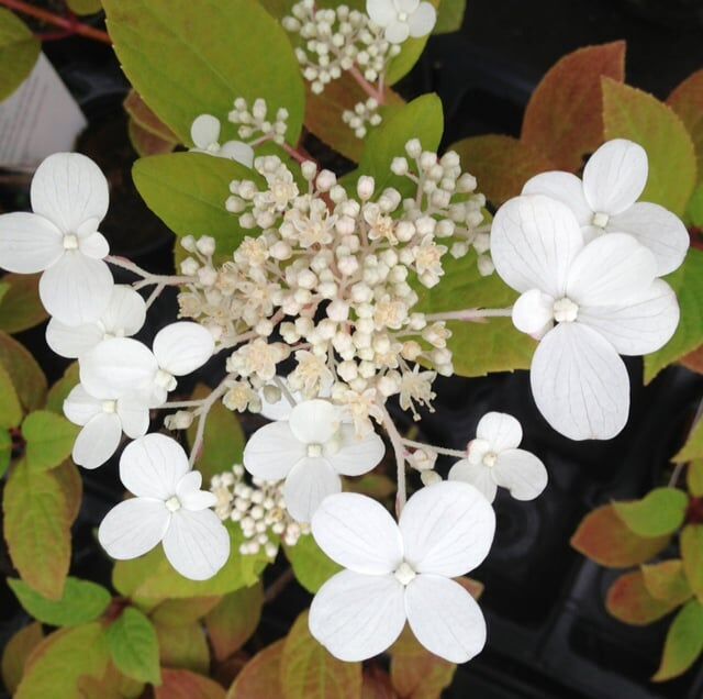 Pruning Hydrangeas - Complete Hydrangea Guide