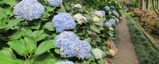 How To Care For Hydrangeas To Keep Them Healthy And Flowering ...