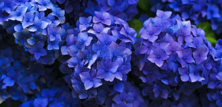 How Do You Keep A Hydrangea Blue