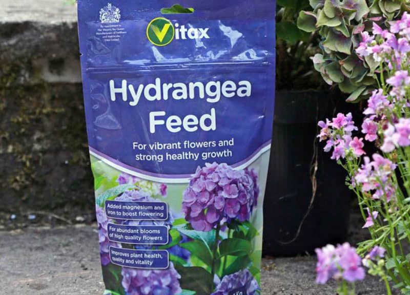 Image of Feeding hydrangeas fertilizer