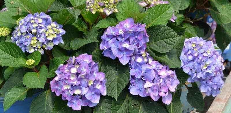 Endless Summer Hydrangea - Care And Growing Tips - Hydrangea Guide