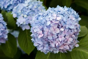 Endless Summer Hydrangea - Care And Growing Tips - Hydrangea Guide