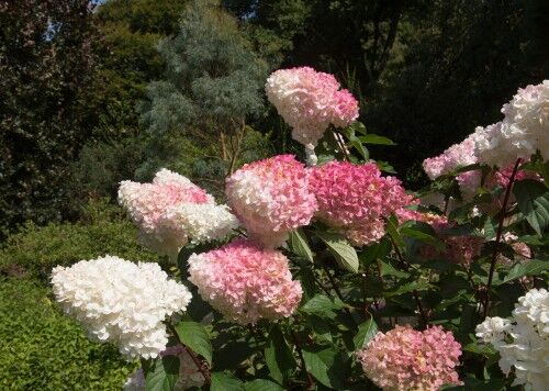 How tall and wide do hydrangeas grow - Hydrangea Guide