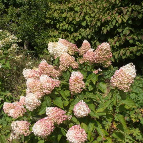 Growing hydrangea trees - Hydrangea Guide