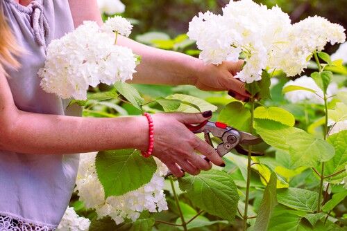 Pruning Hydrangeas In Spring Hydrangea Guide