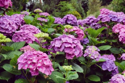 Mophead hydrangea care - Hydrangea Guide