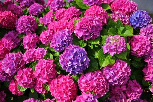 How to Make Hydrangeas Flower Pink - Hydrangea Guide