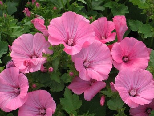 How to prune Lavatera – When and How to Prune (Mallow Bushes)