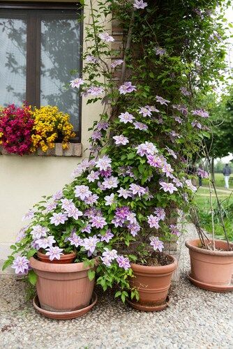 clematis wire trellis