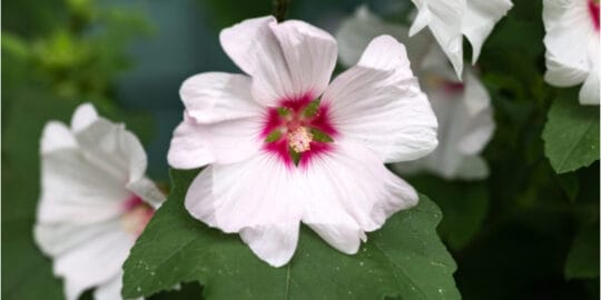 Growing Lavatera 'barnsley Baby' And Care Guide - Hydrangea Guide