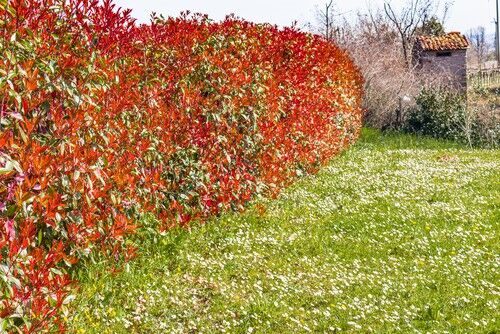 Growing Photinia 'Red Robin' – Planting, pruning and common problems