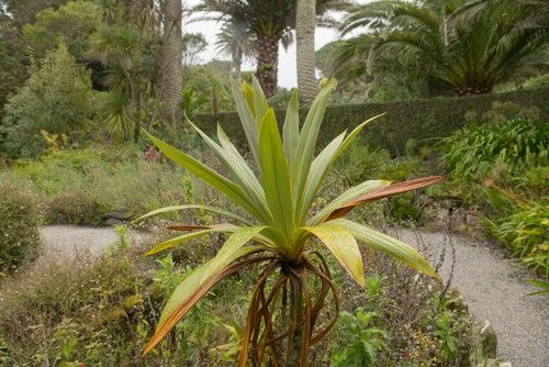 How Big Do Cordylines Grow Growing Taller Cordylines Reduce Height