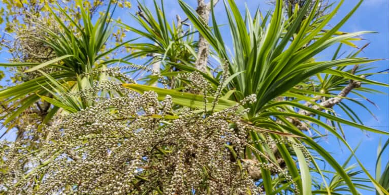 How Big Do Cordylines Grow Growing Taller Cordylines Reduce Height