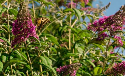 What Is Eating My Buddleia and How to Treat Them