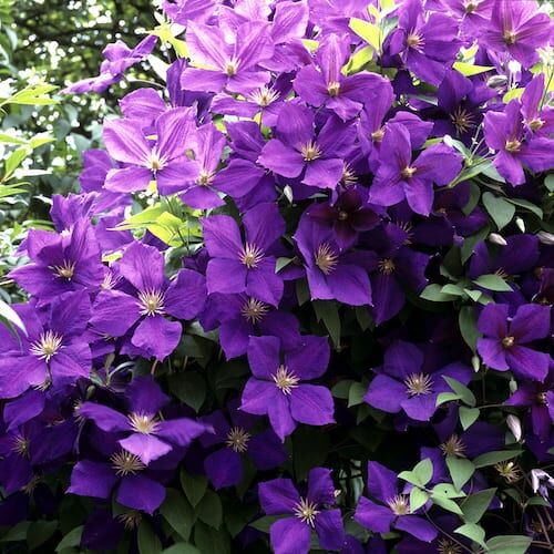 10 Best Clematis for Shade Ideal For a Shady Fence, Wall or Under Tree