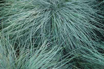 6 Must have evergreen grasses for containers and pots