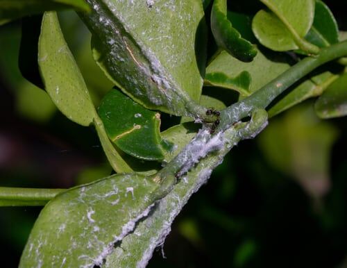 Why is my lemon tree got sticky leaves? - Hydrangea Guide