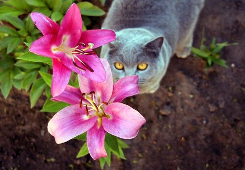 are lilies poisonous to dogs or cats