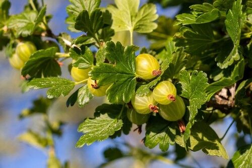 Why Does My Gooseberry Bush Not Fruiting?