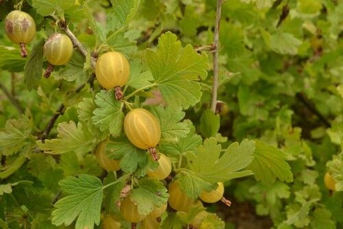 Why are my leaves curling on my gooseberries? - Hydrangea Guide