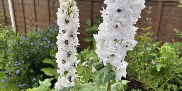 Growing delphiniums from seed - indoors and directly in the ground ...