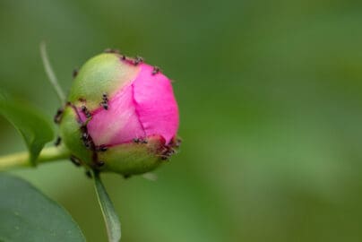 Peony pests and diseases - Identifying and treating them