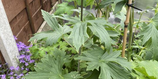 Why are my delphiniums not flowering? - Hydrangea Guide