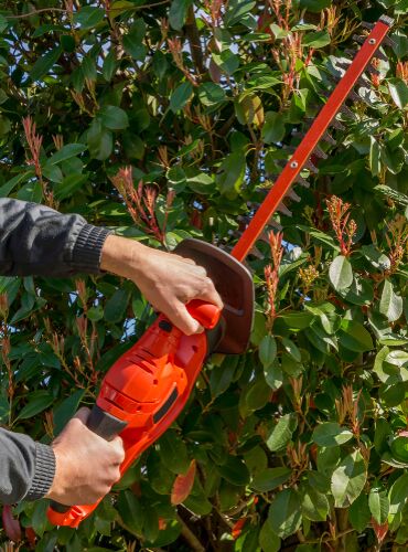 uklar kort udledning How To Prune Photinia Red Robin - Yearly and Young Plants