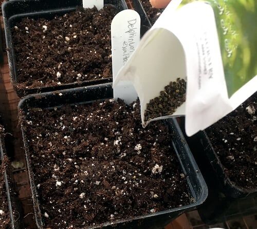 How to propagate delphiniums by seed, basal cuttings and dividing ...