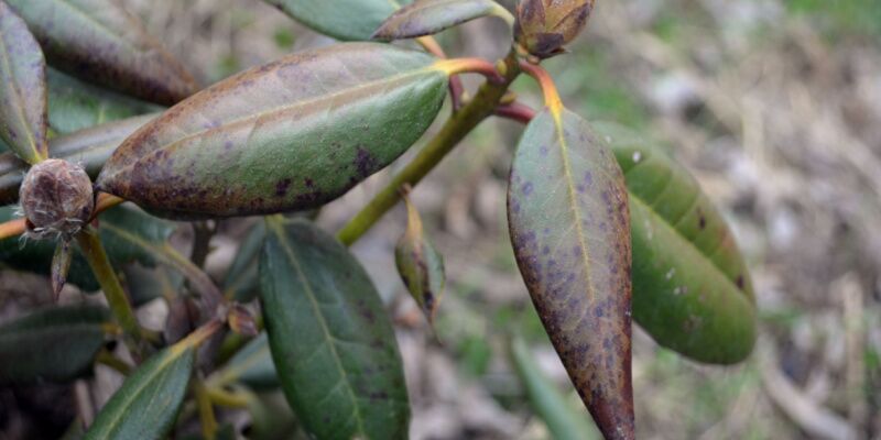 Rhododendron pests and diseases - Identify and Treat