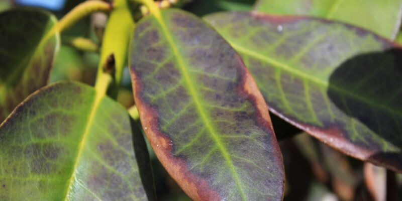 Why Has My Rhododendron Got Brown Leaves 8222