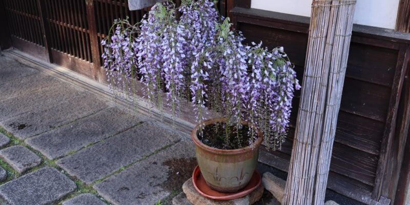 Growing Wisteria Climbers In Pots And Containers How To Plant Prune And Care For Them 