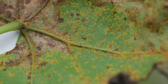 Rust Disease On Plants – How To Treat And Prevent