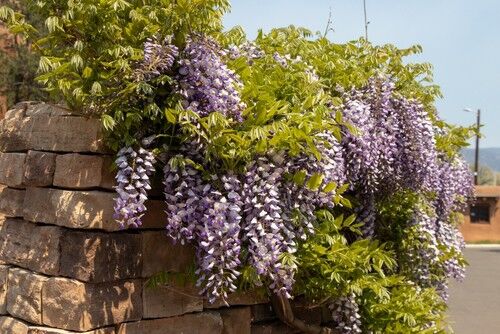 Why Are My Wisteria Leaves Turning Yellow Or Wilting