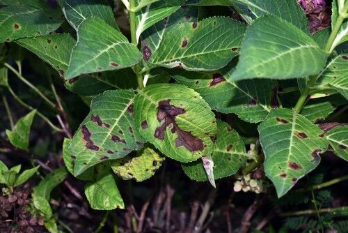 How To Identify and Control Anthracnose Disease - Prevention