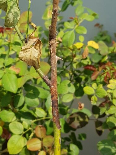 botrytis blight hydrangea