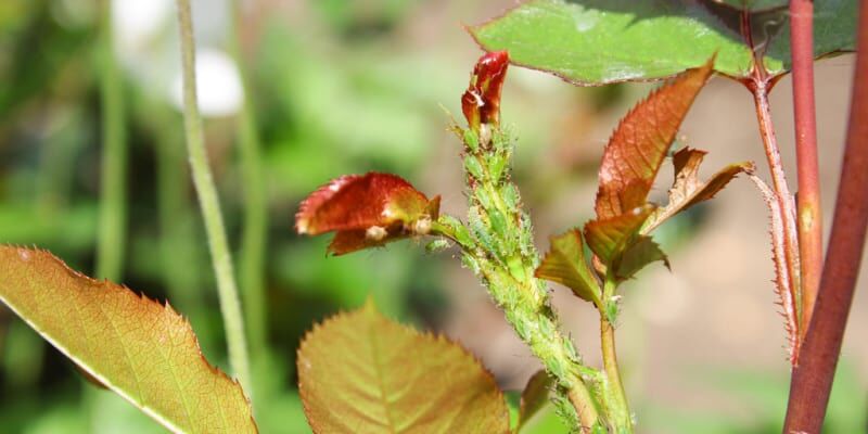 How to get rid of aphids on plants