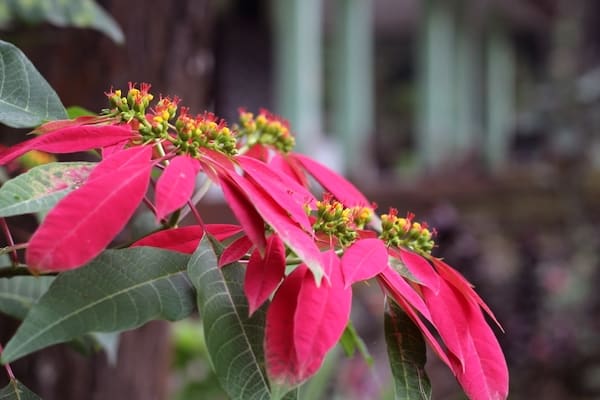 why-are-my-poinsettia-leaves-falling-off-let-s-find-out