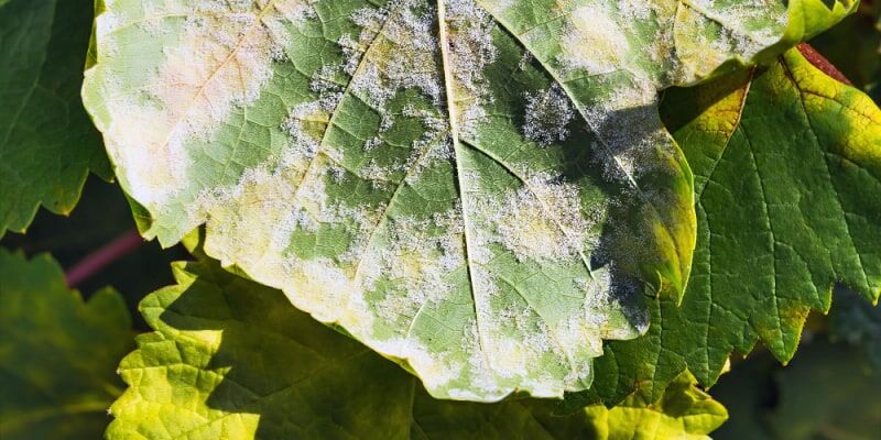 Brown Spots on Mahonia? Here's Why & How to Fix