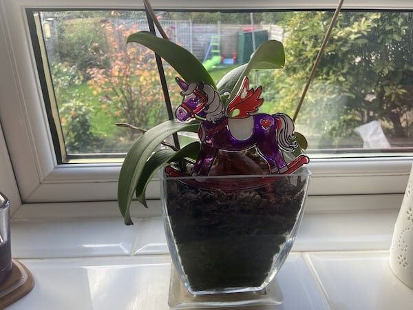 Should you water an orchid with ice cubes? - Hydrangea Guide