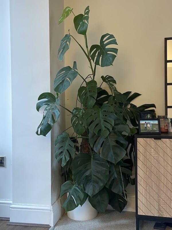 Don't Let Your Swiss Cheese Plant Turn Yellow or Black Here's What to Do?