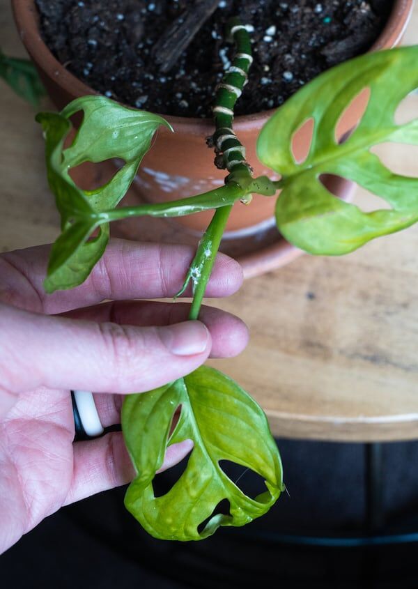 Swiss Cheese Plant Pest and Disease Alert Top 6 Monstera Threats