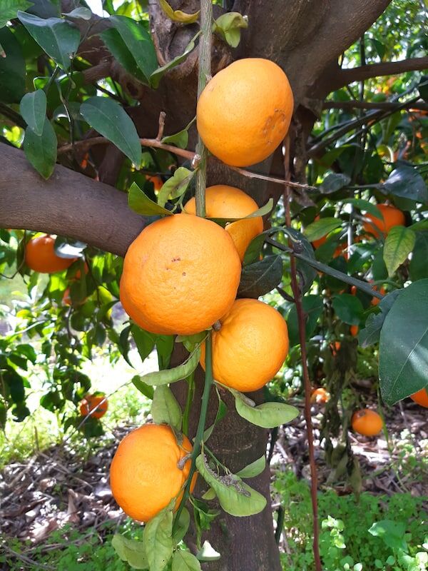 Ultimate Guide to Growing Orange Trees: Tips, Tricks, and Secrets