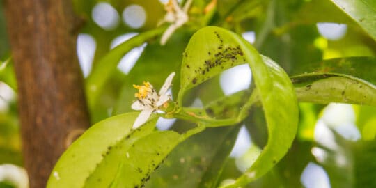 Why Are My Orange Tree Leaves Curling Get Answers 3133