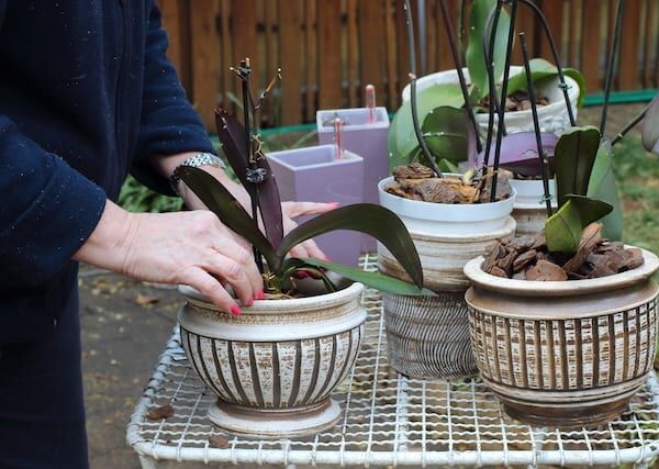 How To Repot A Cymbidium Orchid Step By Step Guide 