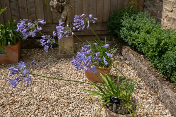 choosing the right soil for your agapanthus plant what you need to know