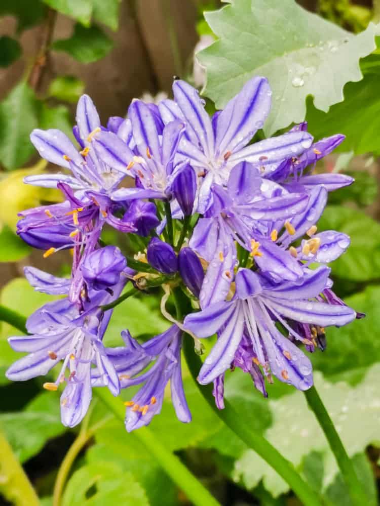 How to grow and care for agapanthus plants (African lily)