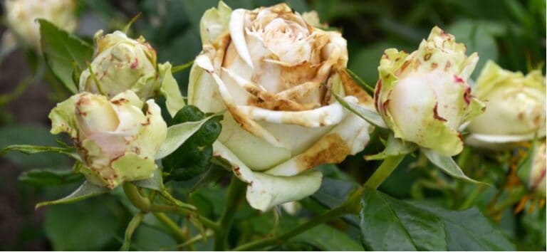 Why Are My Rose Blooms Turning Brown Before They Open Hydrangea Guide why-are-my-rose-blooms-turning-brown-before-they-open-hydrangea-guide
