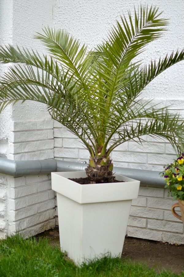 Growing Palm Trees in Pots From planting to care